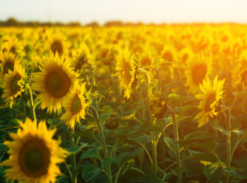 field of blooming sunflowers on a background sunset